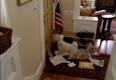 Hate Junk Mail? Not As Much As This Hilarious Dog!