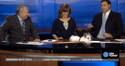 VIDEO: At It Like Rabbits… News Anchors Left Red-Faced After Bunnies Get Frisky Live On Air