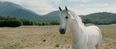 Lord of the Rings Animal Star and Gandalf’s Faithful Steed Shadowfax Dies