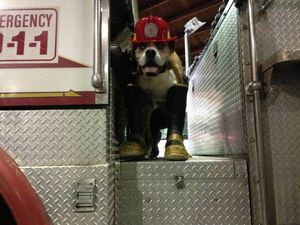 Devastated Owner Creates Bucket List For Dying Boxer Dog