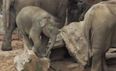 VIDEO: Cute Clip Shows Baby Elephant Stuck On A Log