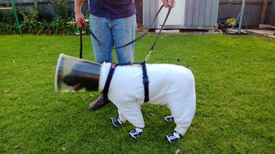 Dog Suits Up For Work! Bazz The Beekeeper Labrador Won’t Be Stung Anytime Soon