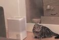 VIDEO: Cat Can’t Get Head Around Humidifier