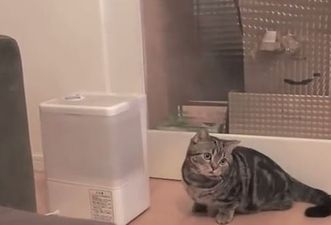 VIDEO: Cat Can’t Get Head Around Humidifier