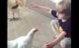 VIDEO – We Never Knew That Chickens Could Give Really Good Hugs, This Little Boy Knew