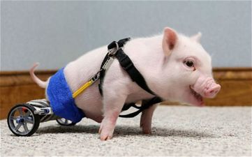 VIDEO: Ain’t No Stoppin’ Him Now – Disabled Piglet Given Gift of Wheelchair