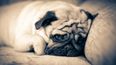 Here Are All The Reasons Why Pugs Are The Biggest Divas Of The Animal Kingdom