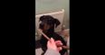 Watch: Incredibly Patient Doberman Waits for the “Ok” Before Wolfing Down Treats
