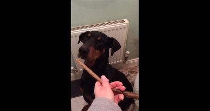 Watch: Incredibly Patient Doberman Waits for the “Ok” Before Wolfing Down Treats