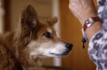 Dog Saves Owner’s Life After Sensing Cancer