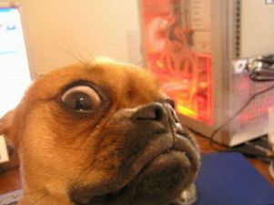 14 Animals That Are Definitely Creeping On You