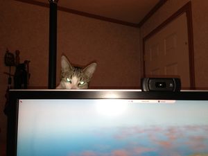 10 Animals Who Are Definitely Plotting to Take Over The World