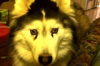 VIDEO: Fluffy Husky Just Wants To Play