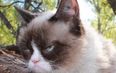 Grumpy Cat Had A Birthday Party, Of Course She Wasn’t Too Happy About It