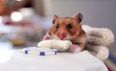 VIDEO: It’s A Tiny Hamster Eating Tiny Burritos