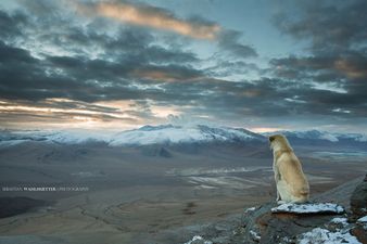 Pic Of The Day: ‘Winter Is Coming’ –  Himalayan Dog Wanderer