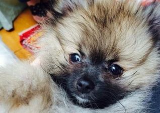 PICTURE: Miley Cyrus Gets A New Dog and He’s SUPER Cute