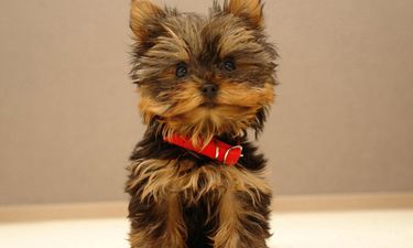 A Woof Deal: Man Steals Woman’s TV and Dog After First Date