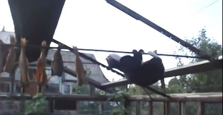 VIDEO: This Cat Puts On An Impressive Acrobatic Show In A Bid To Get Food