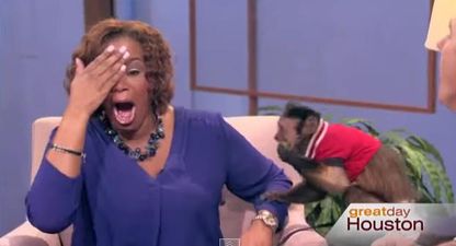 VIDEO – Monkey Slaps TV Host Across The Face Live On Air