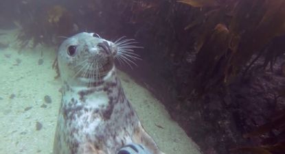 VIDEO: Happy Seal Loves Getting Belly Rubs and Tickles From Divers