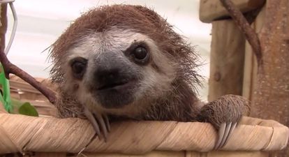 VIDEO: Watch This Adorable Baby Sloth Compilation – It’s Weird And Adorable At The Same Time