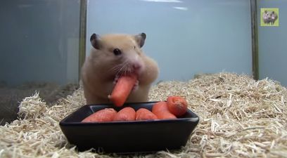 VIDEO: Carrots, Carrots & More Carrots – This Is One Hungry Hamster!