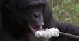 VIDEO: Pretty Impressive! This Chimp Can Build His Own Fire AND Toast Marshmallows