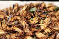 Would You Eat These Insects? First “Pestaurant” to Open in Kerry