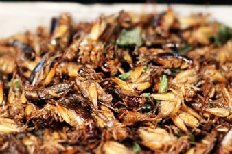 Would You Eat These Insects? First “Pestaurant” to Open in Kerry
