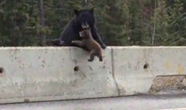 VIDEO: Mother Bear Saves Baby Cub from Busy Canadian Highway