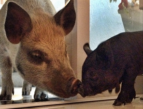 Meet Jamon, The ‘Charming Mini Pig Living The Dream In São Paulo’