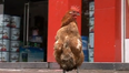 Rooster Who Walks Like A Penguin To Become New Zoo Attraction