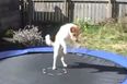 This Video Of Animals Jumping On Trampolines Is The Best Thing Ever