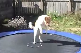 This Video Of Animals Jumping On Trampolines Is The Best Thing Ever