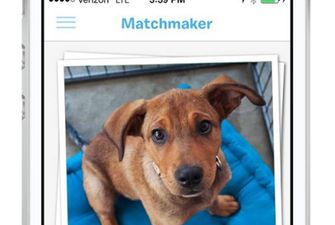 BarkBuddy – Now There’s A Tinder App For Dogs