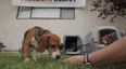 VIDEO – These Beagles Spent Their Entire Lives In Cages, This Was Their First Time Out In The World