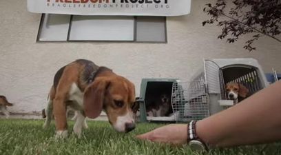 VIDEO – These Beagles Spent Their Entire Lives In Cages, This Was Their First Time Out In The World