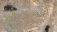 VIDEO: Mother And Baby Bear Do A Spot Of Rock Climbing…And It’s Pretty Impressive!