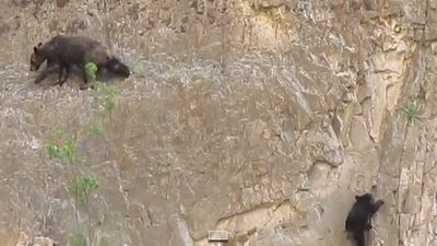 VIDEO: Mother And Baby Bear Do A Spot Of Rock Climbing…And It’s Pretty Impressive!