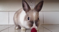 VIDEO – This Bunny Eating Raspberries Is The Most Adorable Thing You Will See Today