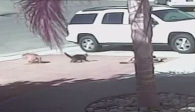 “My Cat Saved My Son” – Video Shows Cat Saving Boy From Dog Attack