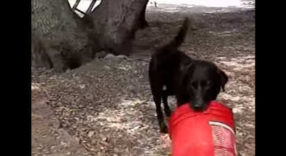 VIDEO – It’s Just A Dog Playing With A Bucket… But He Really Loves That Bucket