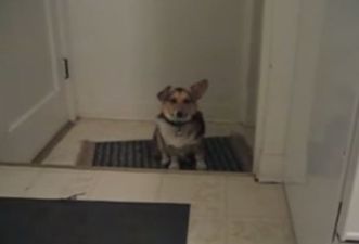 VIDEO: Corgi Only Reacts To Owner’s Beatles Impression