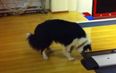 VIDEO: Dog Can’t Get Enough Of Bowling Alley Sensor