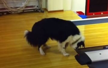 VIDEO: Dog Can’t Get Enough Of Bowling Alley Sensor