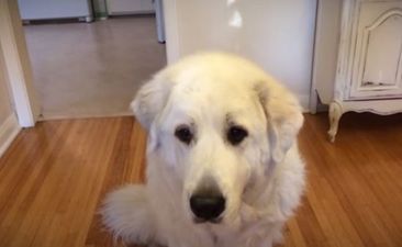 VIDEO: Nana The Dog Learning How To Catch Treats