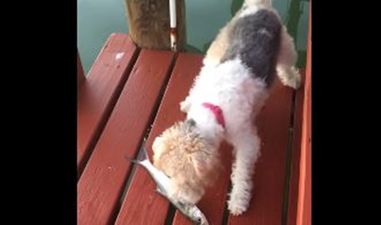 That’s Gas: The Funniest Video We’ve Seen This Week