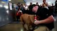 Delighted With Life! Iraq Vet Reunited With His Bomb-Sniffing Dog After Two Years