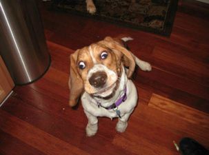 12 Dogs That Have Forgotten How To Dog